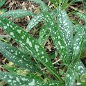 Pulmonaria longifolia (2)